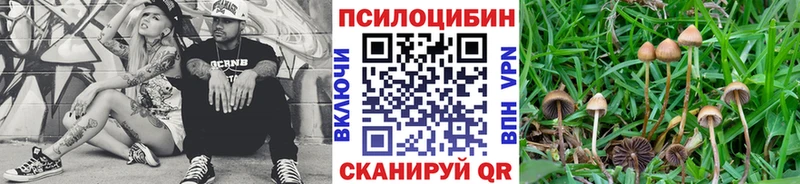 мориарти какой сайт  blacksprut вход  Первомайск  Псилоцибиновые грибы Psilocybe 